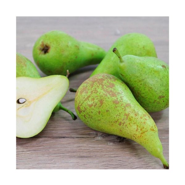 Pears conference